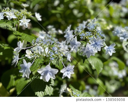 Star-shaped double-flowered hydrangea (light blue, konpeito candy-like, early summer light, transparent background material) Star-shaped double-flowered hydrangea (light blue, konpeito candy-like, early summer light, transparent background material) 138503038