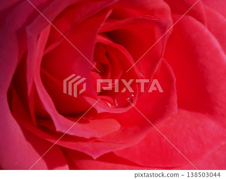 A close-up of a red rose with sparkling water droplets, taken with macro photography at a rose garden in Yamaguchi Prefecture. 138503044