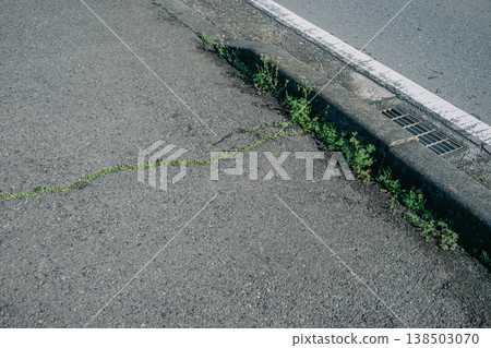 瀝青路面裂縫中長出的雜草 138503070