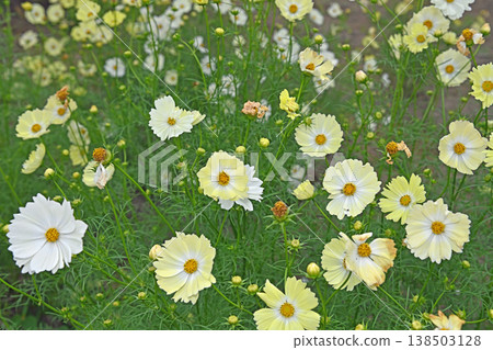 Bathed in the soft autumn light, the cosmos fields are filled with white and cream-colored petals that gently overlap. 138503128