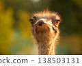 Close up portrait. Ostrich head 138503131