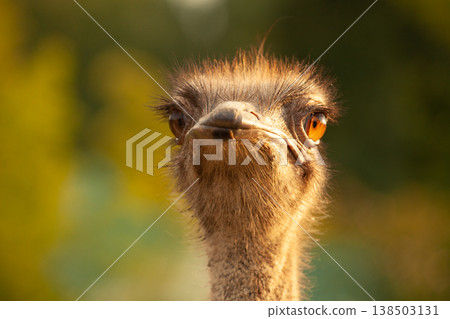 Close up portrait. Ostrich head 138503131