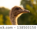 Close up portrait. Ostrich head 138503150