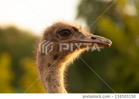 Close up portrait. Ostrich head Close up portrait. Ostrich head 138503150