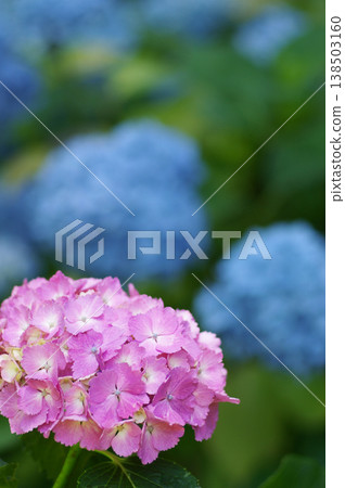 粉紅色繡球花 | 適合雨季和初夏的天然素材,附背景。 粉紅色繡球花 | 適合雨季和初夏的天然素材,附背景。 138503160