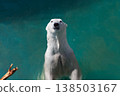 Polar bear swims in the sea 138503167