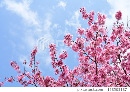 紫紅色的掛川櫻花 紫紅色的掛川櫻花 138503187