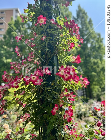 藍天下盛開的艷麗攀緣玫瑰(攀緣玫瑰,初夏公園,城市綠洲,園藝景觀) 藍天下盛開的艷麗攀緣玫瑰(攀緣玫瑰,初夏公園,城市綠洲,園藝景觀) 138503245