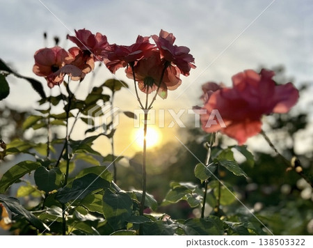 Antique roses shining in the setting sun (backlighting, dramatic light, early summer twilight, evocative landscape image) 138503322