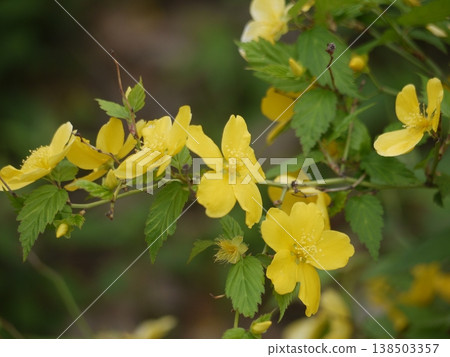 Yellow Flower of Yamaboki 138503357