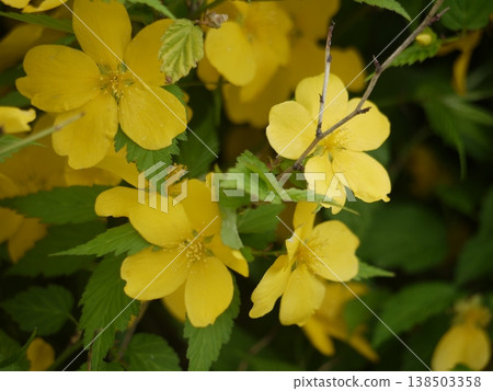 Yellow Flower of Yamaboki Yellow Flower of Yamaboki 138503358