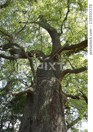 Large camphor tree in fresh green leaves Large camphor tree in fresh green leaves 138503378