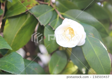 Winter flowering and white camellia 138503437