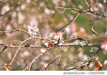 Fuyuzakura Fuyuzakura 138503469