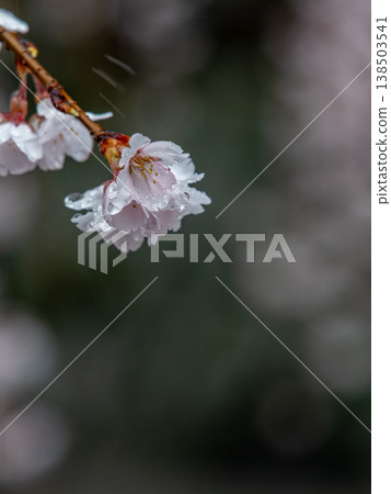 Weeping cherry blossoms soaked in the rain Weeping cherry blossoms soaked in the rain 138503541