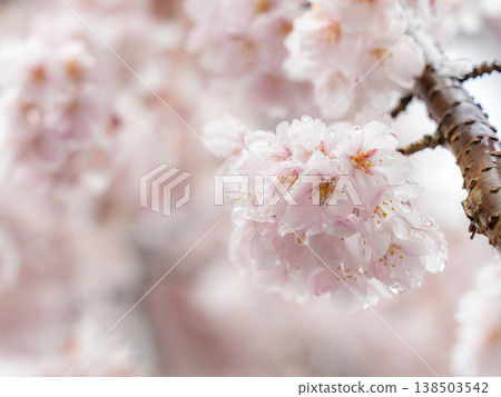 Weeping cherry blossoms soaked in the rain Weeping cherry blossoms soaked in the rain 138503542