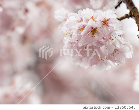 Weeping cherry blossoms soaked in the rain 138503543