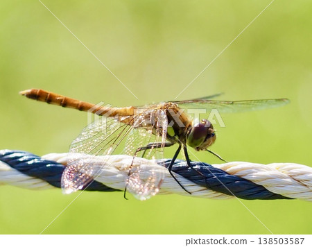 Dragonfly perching on a rope Dragonfly perching on a rope 138503587