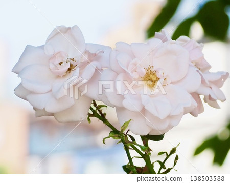 Beautifully bloomed small white roses Beautifully bloomed small white roses 138503588