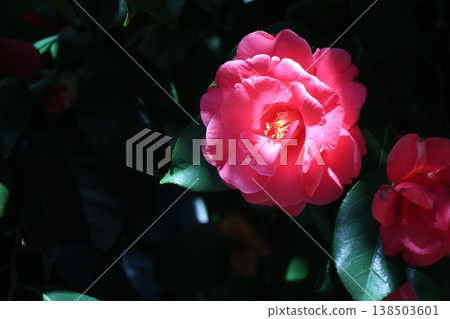 陽光照射下,山茶花的紅色花瓣近景。 陽光照射下,山茶花的紅色花瓣近景。 138503601