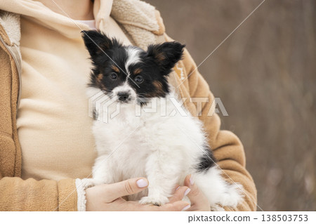 A cute tricolor Papillon puppy with butterfly ears sits comfortably on the hands of its owner wearing a beige jacket. High quality professional pet photography A cute tricolor Papillon puppy with butterfly ears sits comfortably on the hands of its owner wearing a beige jacket. High quality professional pet photography 138503753