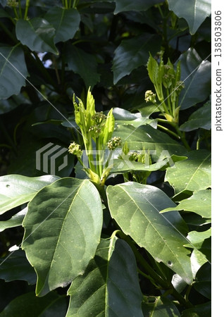青木的花 青木的花 138503806