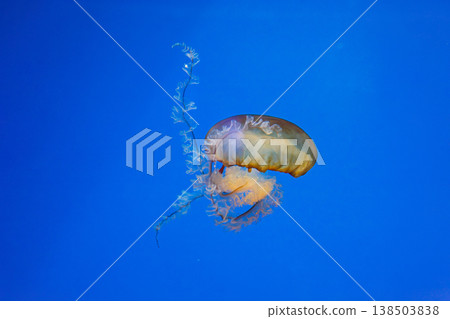 underwater photos of jellyfish chrysaora fuscescens jellyfish pacific sea nettle underwater photos of jellyfish chrysaora fuscescens jellyfish pacific sea nettle 138503838