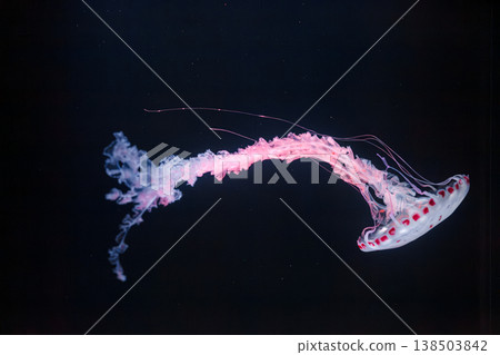 underwater photos of purple striped jelly chrysaora colorata underwater photos of purple striped jelly chrysaora colorata 138503842