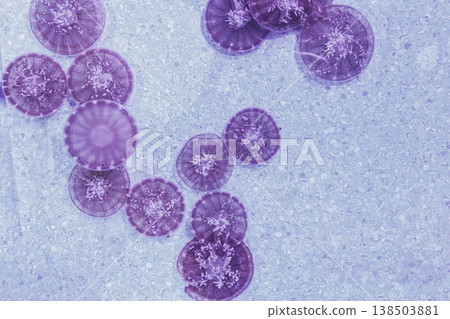 underwater photography jellyfish Cassiopea andromeda, upside down jellyfish 138503881