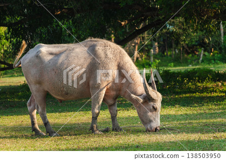 A white water buffalo grazing on green grass in tropical countryside, domestic farm animal in rural Thailand, calm natural environment A white water buffalo grazing on green grass in tropical countryside, domestic farm animal in rural Thailand, calm natural environment 138503950