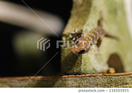 Colorful tokay gecko with orange spotted skin climbing on mossy concrete surface in tropical environment, detailed close up wildlife scene Colorful tokay gecko with orange spotted skin climbing on mossy concrete surface in tropical environment, detailed close up wildlife scene 138503955