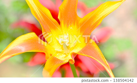 Tulip (Fly Away) 138504142