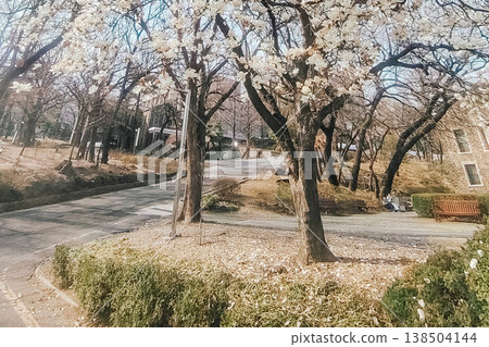 Cherry Blossom Tree Lining an Empty Path in a Peaceful Spring Park Cherry Blossom Tree Lining an Empty Path in a Peaceful Spring Park 138504144