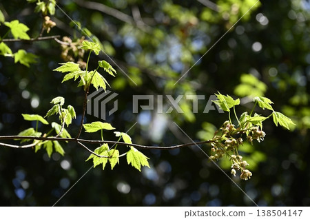 Maple flower Maple flower 138504147