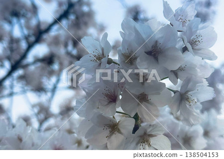White Cherry Blossom Flower Against a Soft Blue Spring Sky White Cherry Blossom Flower Against a Soft Blue Spring Sky 138504153