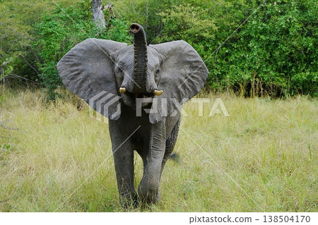 Charging male African bush elephant in forest in Saadani National Park in TANZANIA Charging male African bush elephant in forest in Saadani National Park in TANZANIA 138504170
