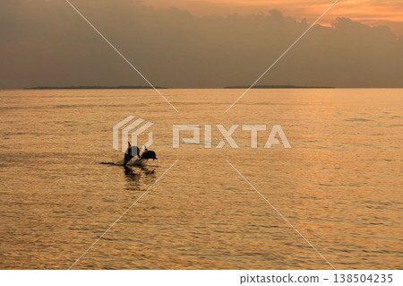 A couple of dolphins jump out of the water at sunset, they frolic, mating, in the background is a beautiful sky during sunset 138504235