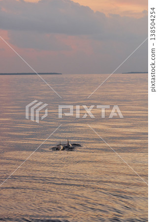 A couple of dolphins jump out of the water at sunset, they frolic, mating, in the background is a beautiful sky during sunset 138504254