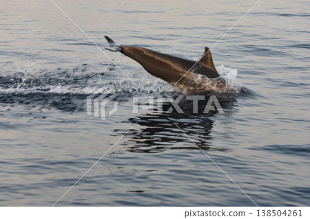 One dolphin jump out of the water at sunset, he frolic, mating, in the background is a beautiful sky during sunset 138504261