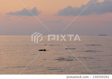 A couple of dolphins jump out of the water at sunset, they frolic, mating, in the background is a beautiful sky during sunset A couple of dolphins jump out of the water at sunset, they frolic, mating, in the background is a beautiful sky during sunset 138504262