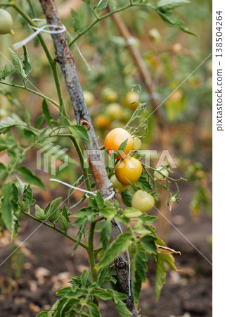 Yellow tomatoes on a branch of a bush in the garden Yellow tomatoes on a branch of a bush in the garden 138504264