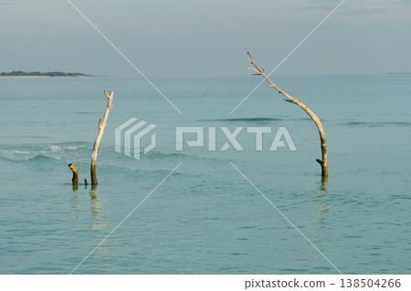 a lonely dry tree stands in the water and in the background there is a beautiful pink sky, azure water a lonely dry tree stands in the water and in the background there is a beautiful pink sky, azure water 138504266