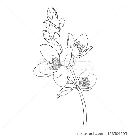 Jasmine branch with flowers and buds, line art graphic illustration in minimalist style. Illustration for coloring pages, botanical posters, logos, packaging and print design. 138504305