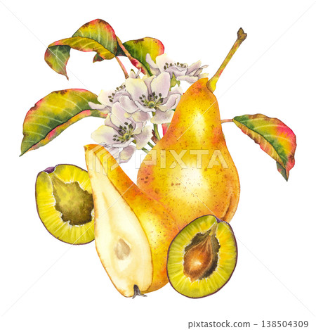 Watercolor illustration of yellow pear, sliced plums and pear blossom with colorful leaves. Illustration for food packaging, juice branding, kitchen textiles, wellness and organic product design. 138504309