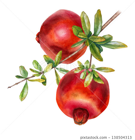 Watercolor illustration with two ripe red pomegranates hanging on a branch with green leaves. for packaging, cosmetics, magazines, greeting cards, wall posters, food design and seasonal promotions. Watercolor illustration with two ripe red pomegranates hanging on a branch with green leaves. for packaging, cosmetics, magazines, greeting cards, wall posters, food design and seasonal promotions. 138504313