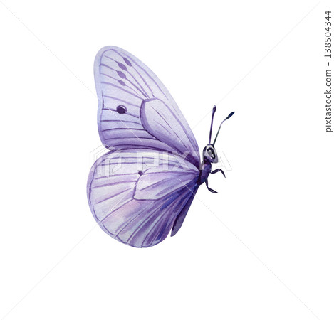 Purple butterfly watercolor clipart isolated on light background with delicate wings and soft pastel nature details Purple butterfly watercolor clipart isolated on light background with delicate wings and soft pastel nature details 138504344