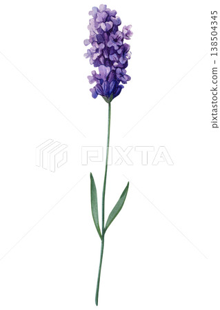 Lavender blossom watercolor clipart with soft purple flowers and green leaves isolated on light background Lavender blossom watercolor clipart with soft purple flowers and green leaves isolated on light background 138504345