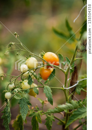 Small tomatoes on a branch of a tomato plant in the garden. Small tomatoes on a branch of a tomato plant in the garden. 138504358