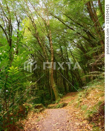 A gravel hiking trail covered in fallen leaves leads through a dense forest of tall green trees and lush undergrowth. A gravel hiking trail covered in fallen leaves leads through a dense forest of tall green trees and lush undergrowth. 138504425
