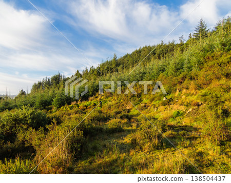 A hillside covered in shrubs and evergreen trees sits under a blue sky with white clouds. A hillside covered in shrubs and evergreen trees sits under a blue sky with white clouds. 138504437